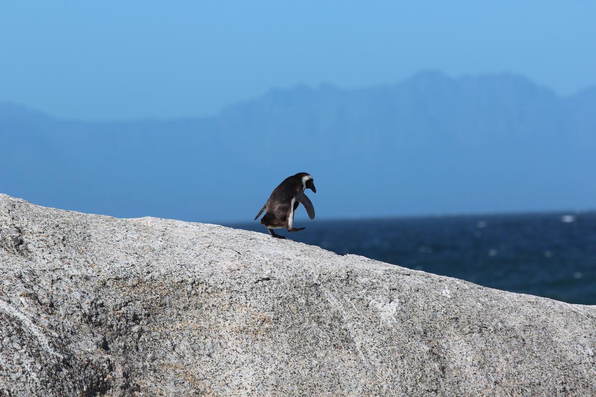 Пингвин шагающий по скале
