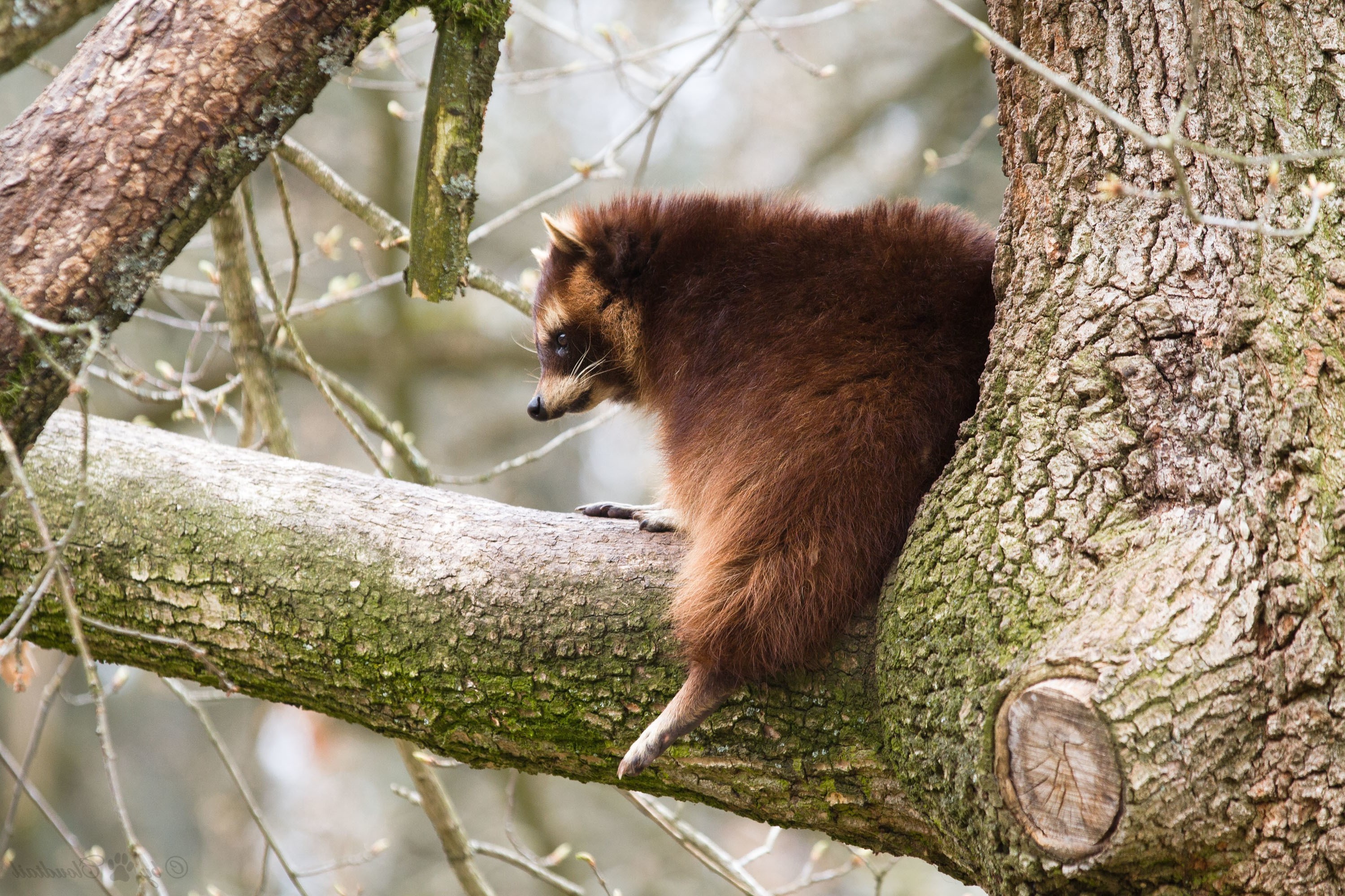 免费照片一只浣熊爬上树枝