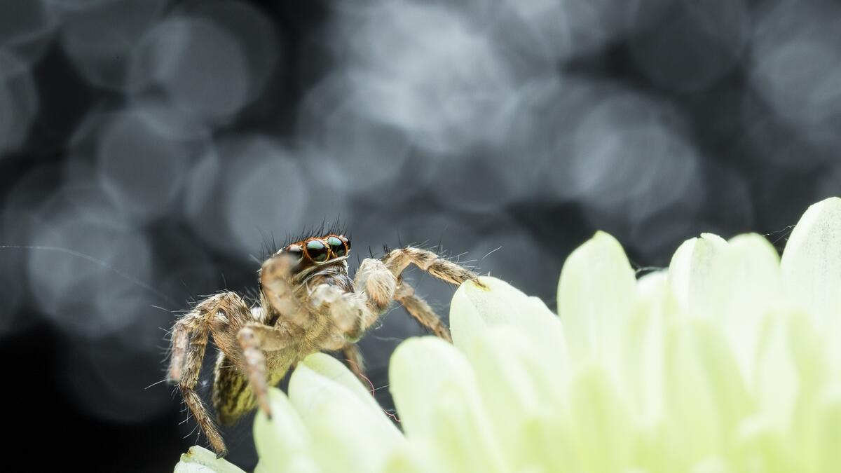 Глазастый удивленный паук ползет по цветку