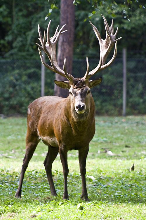A picture of a deer with big antlers.