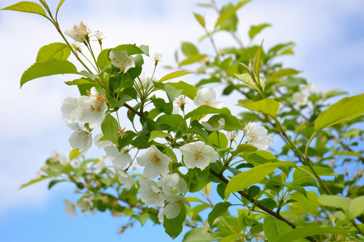 Apple blossom flowers on a branch.