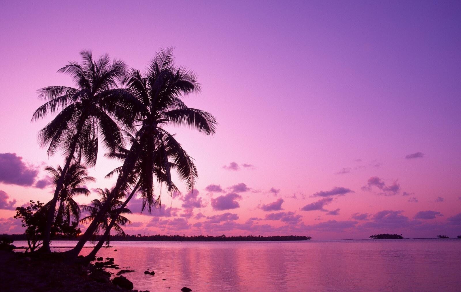 Бесплатное фото Пальмы на фоне заката.