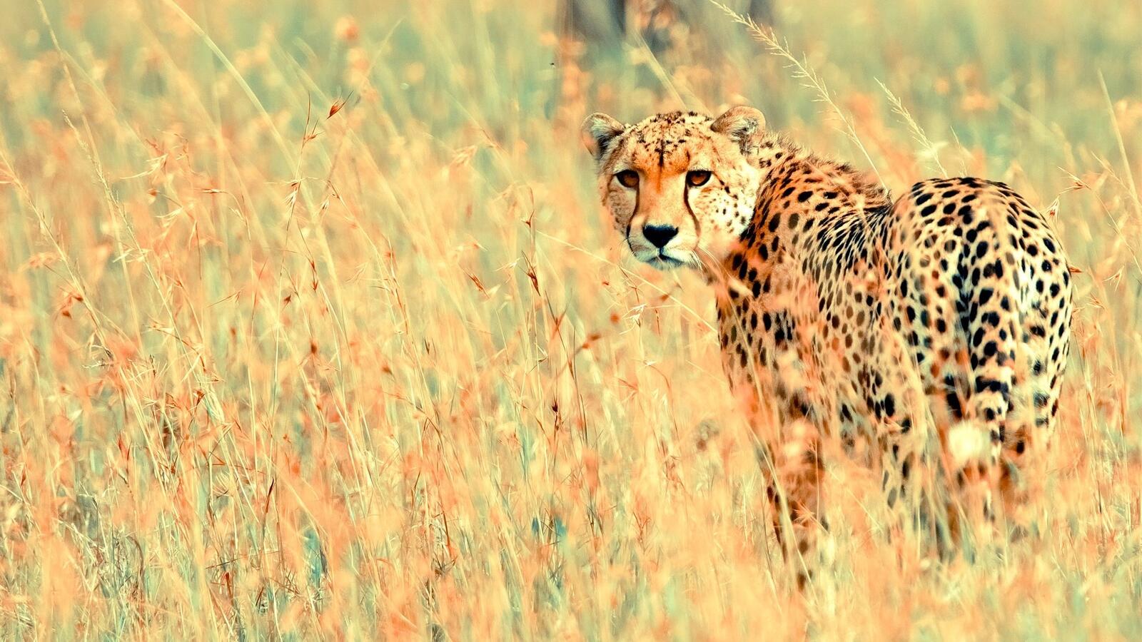 Free photo A cheetah in the field looks back at the photographer