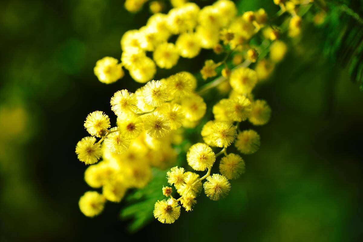 Круглые маленькие цветочки желтого цвета