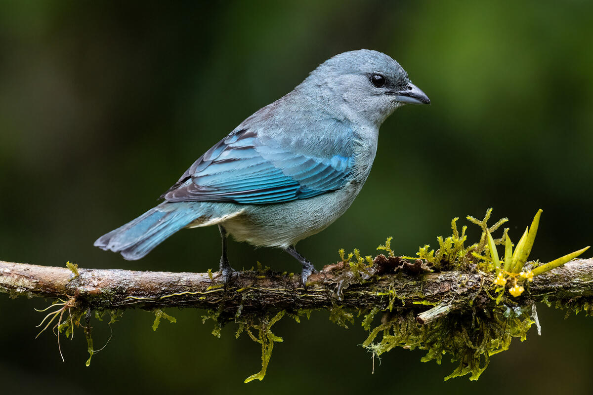 Azure Tanager bird on a tree branch