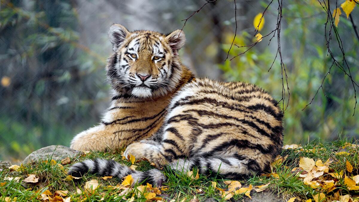 Маленький тигренок лежит на траве с опавшими листьями