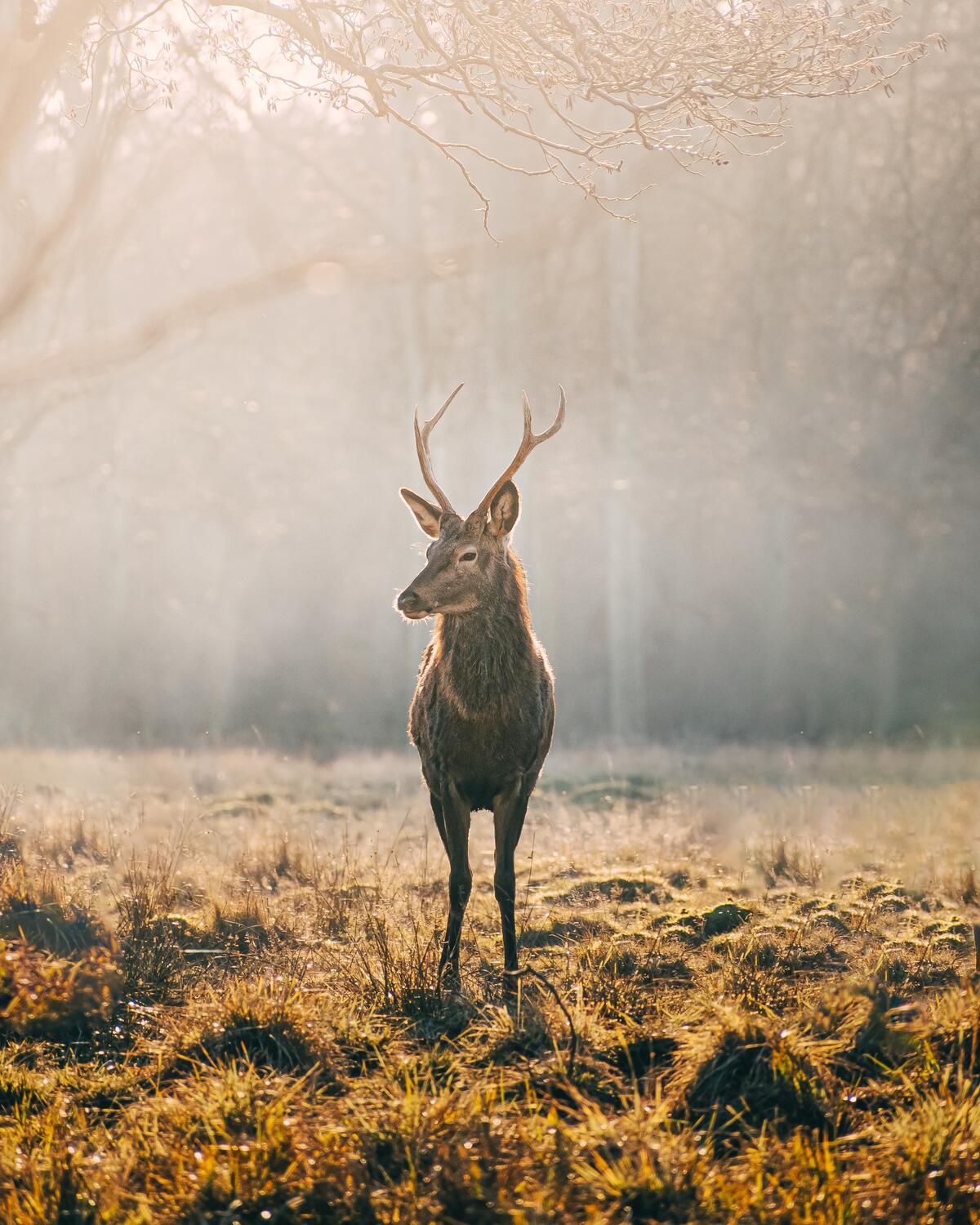 A deer walks on the morning misty lawn