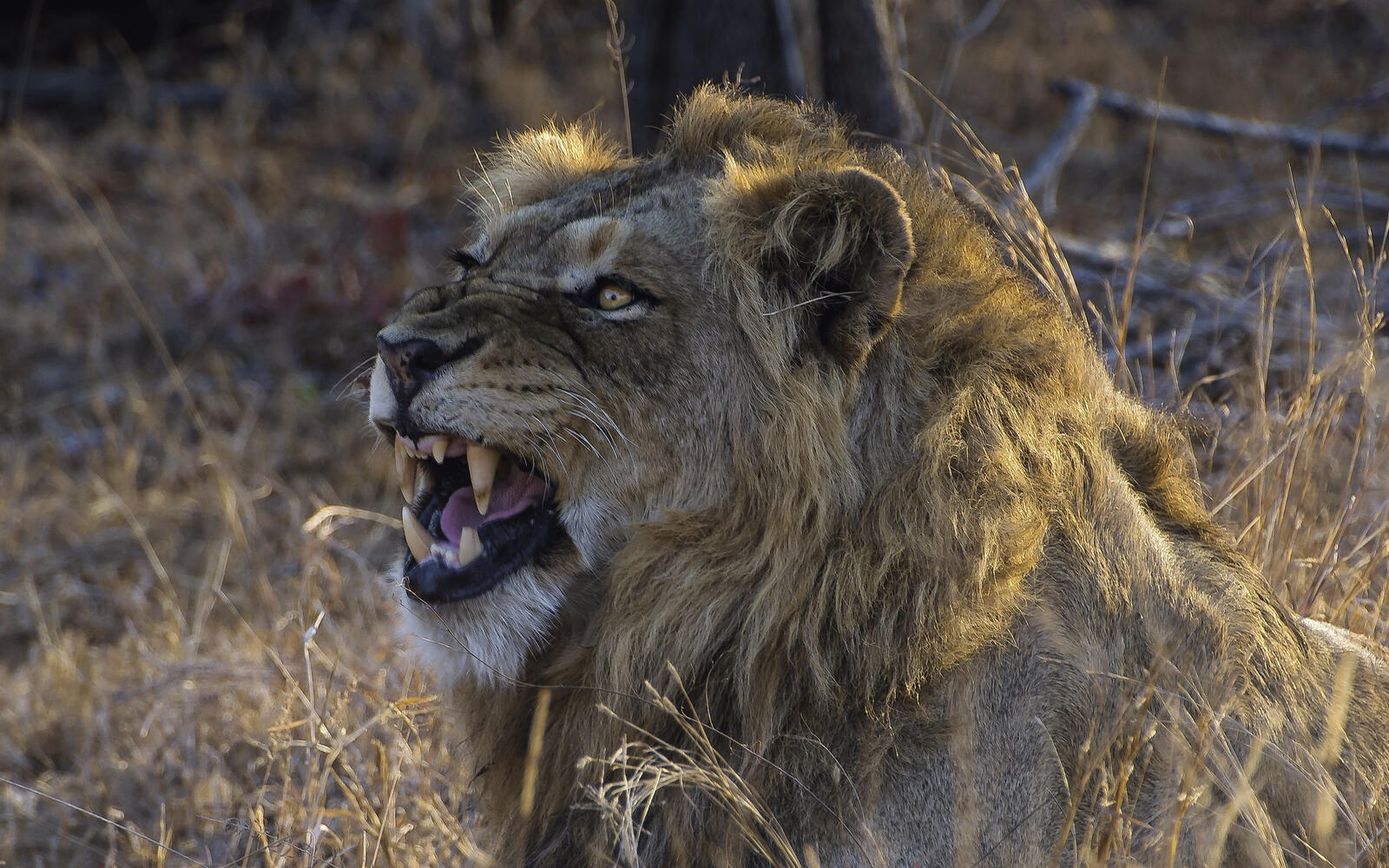 免费照片狮子展示其锋利的獠牙