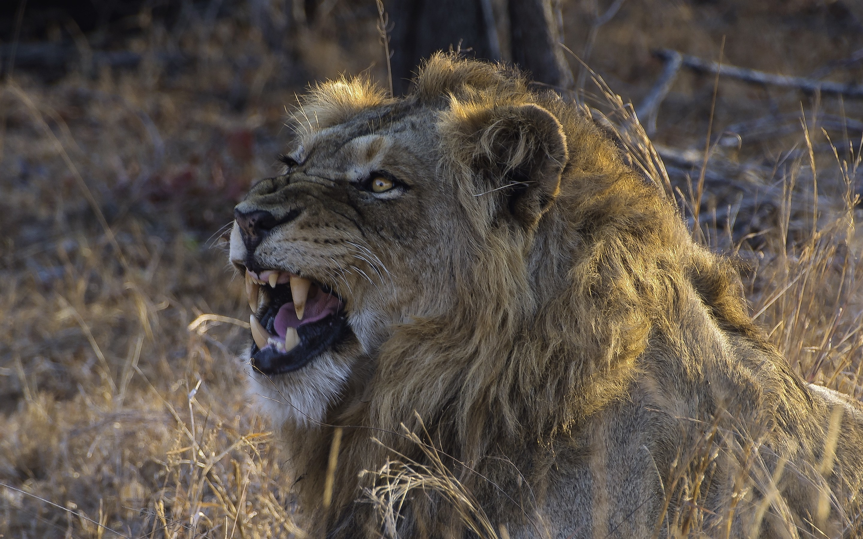Лев демонстрирует свои острые клыки