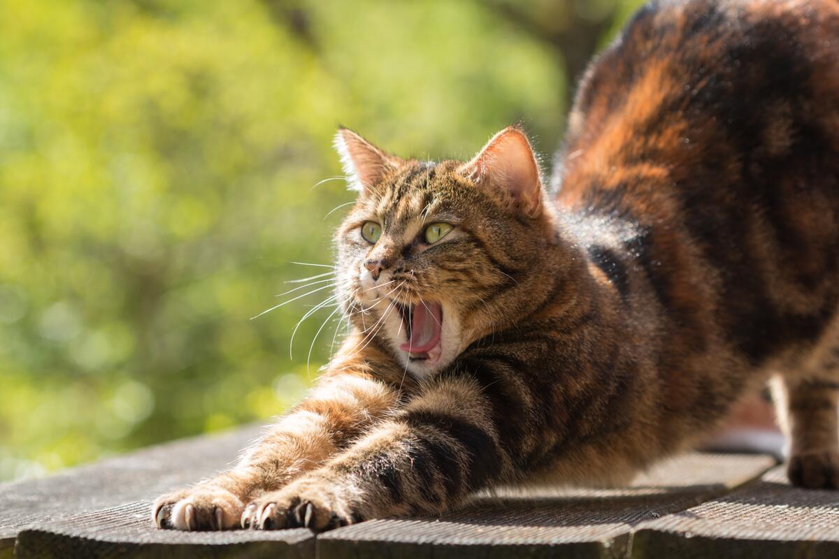 Yawning cat doing exercises