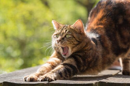 Yawning cat doing exercises