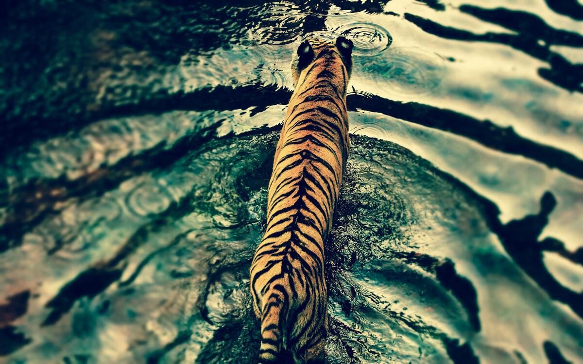 A tiger swims across a river