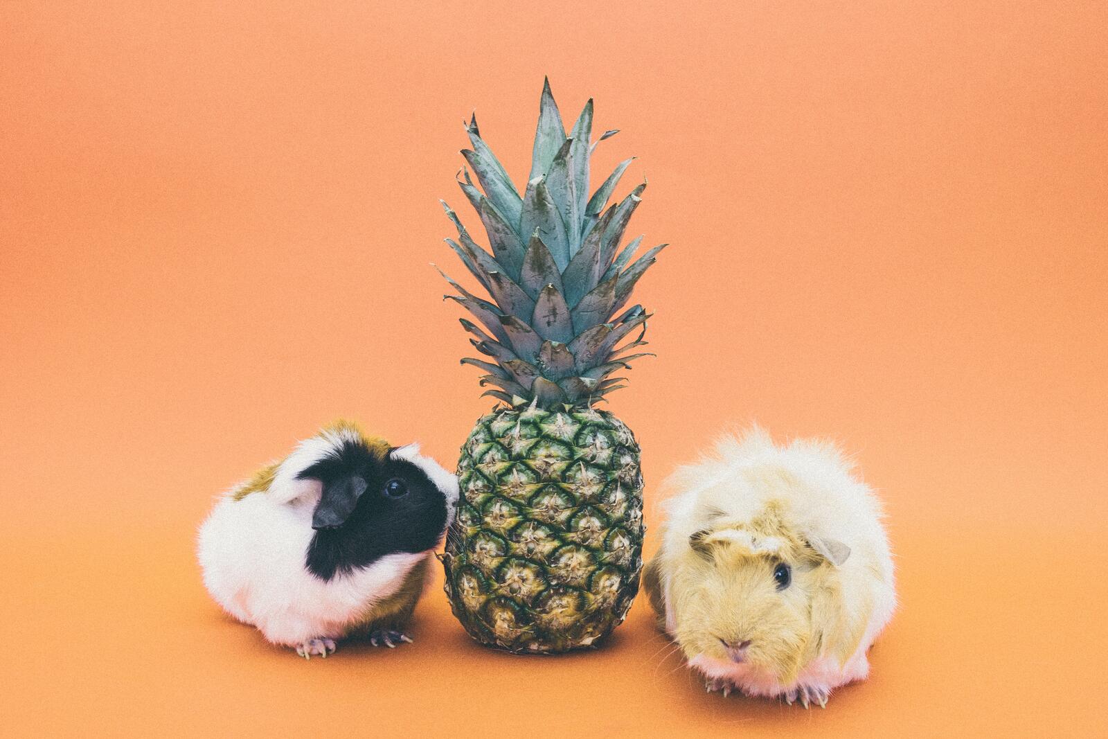Free photo Guinea pigs near a pineapple on an orange background