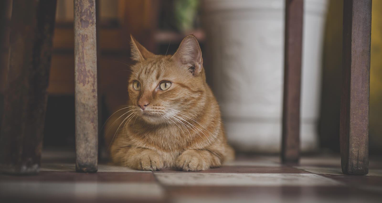 免费照片一只姜黄色的家猫趴在桌子底下
