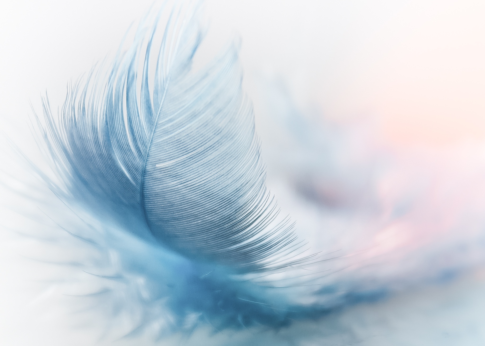Free photo A delicate feather in blue