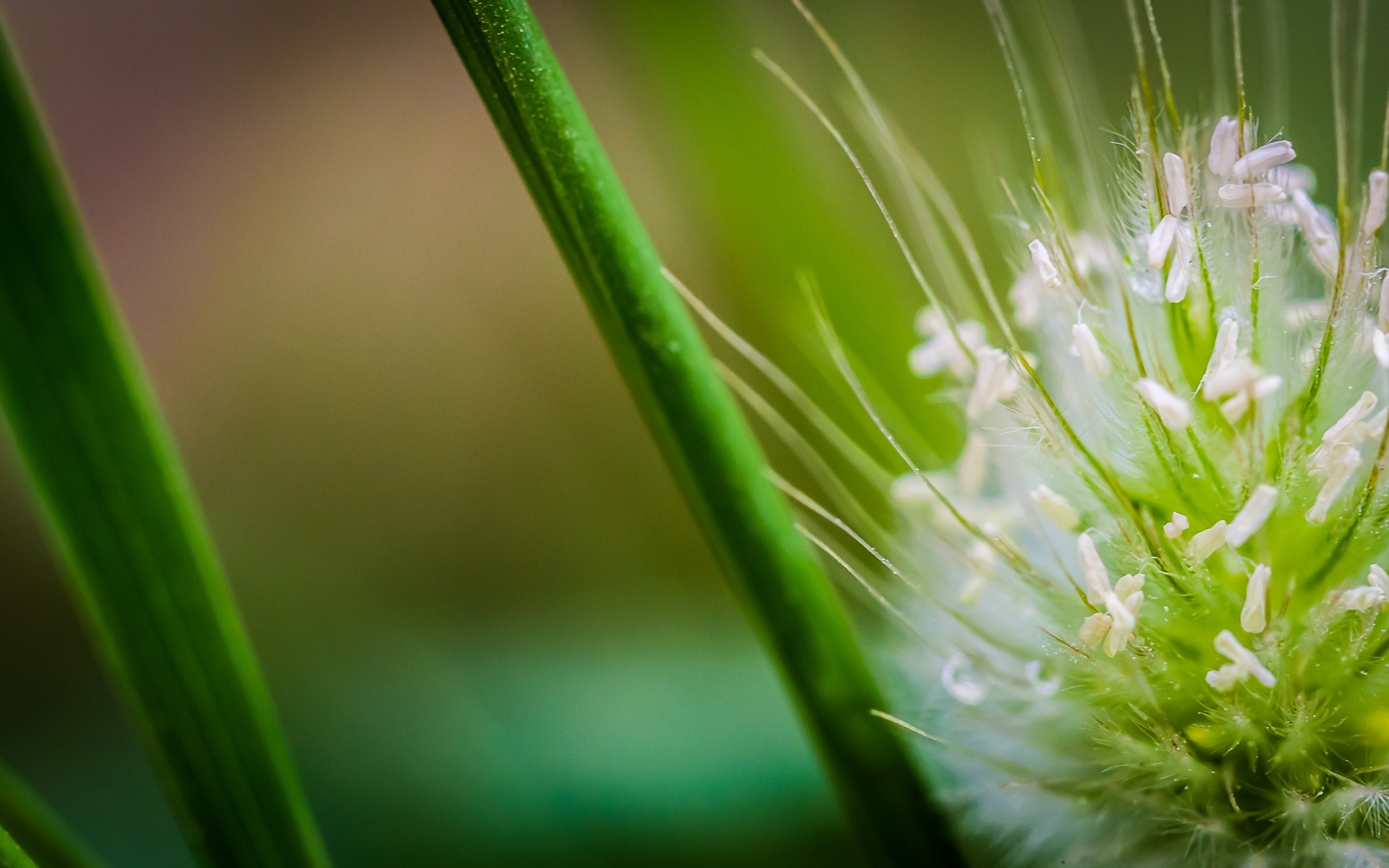 Wallpapers grass drops a bloom on the desktop
