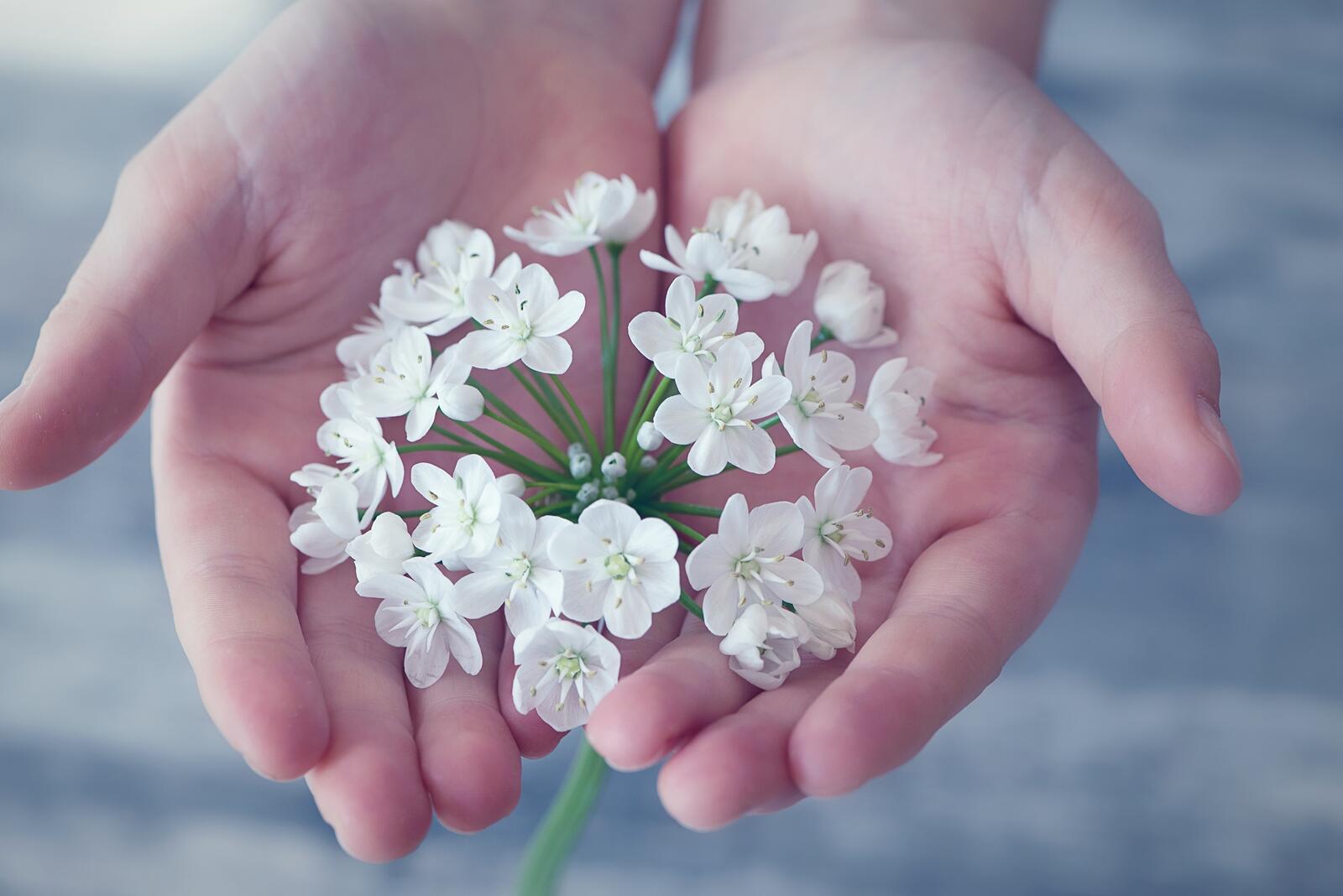 Free photo White flowers in my hand