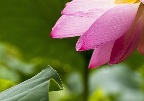 Цветок лотоса с капельками воды после дождя