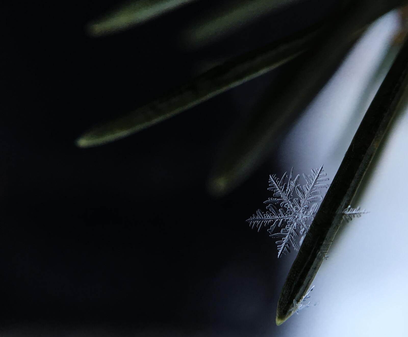 Бесплатное фото Маленькая снежинка на елочной иголке