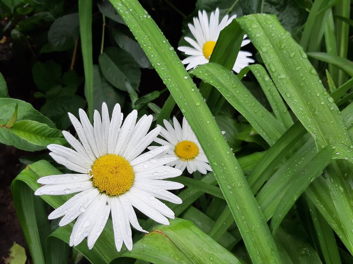 Large daisies of the field