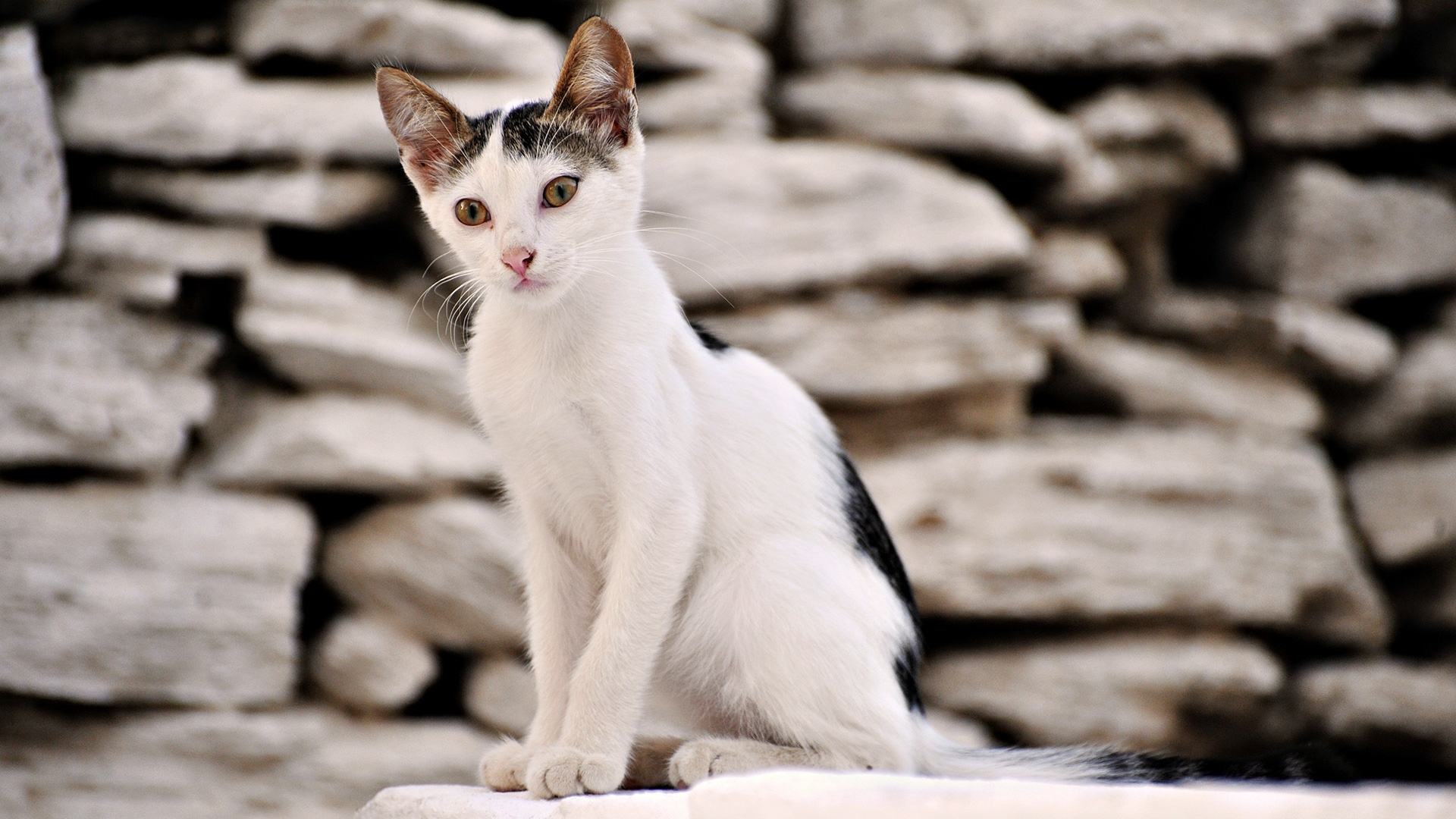 一只街头小猫靠在石墙上。