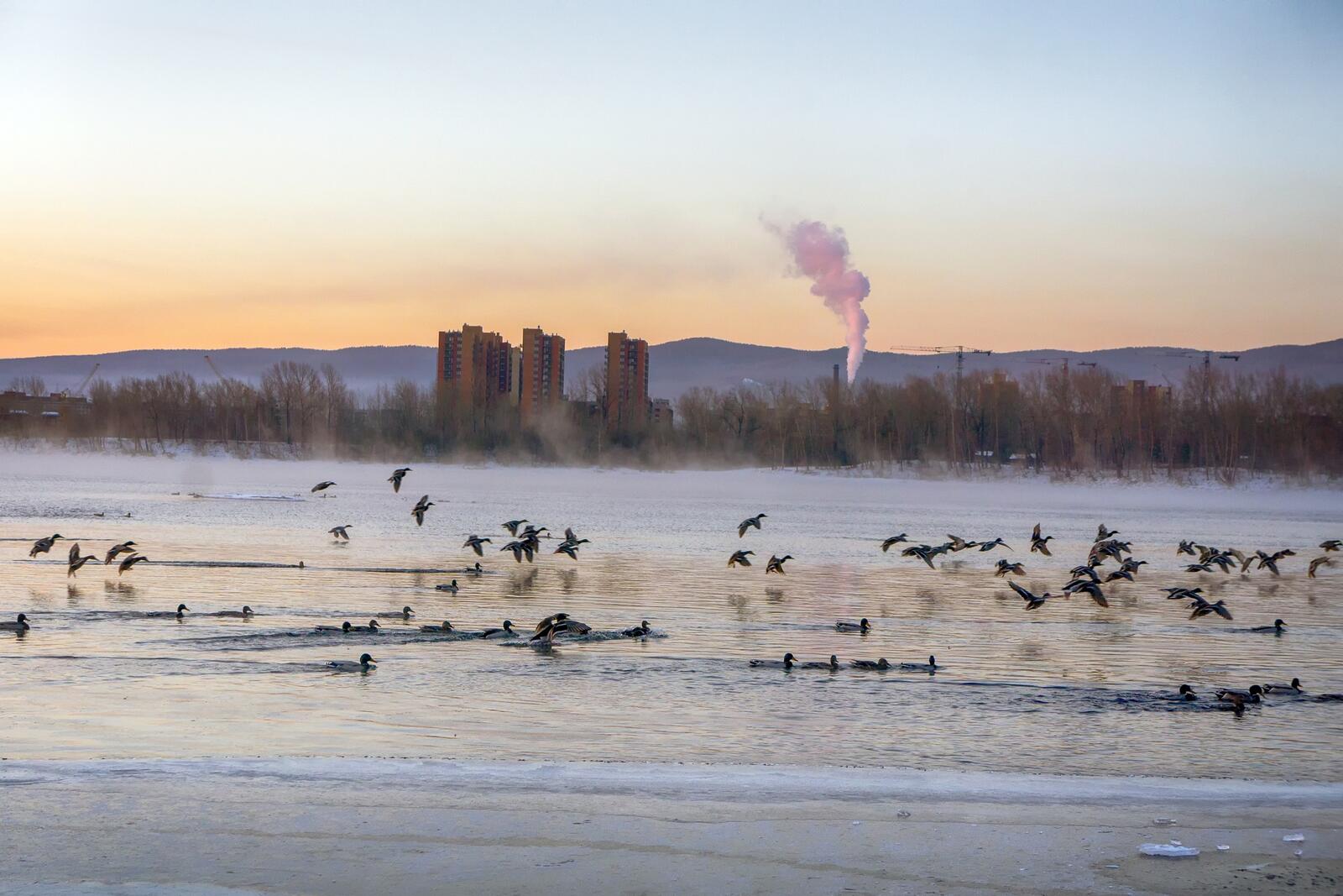 Free photo Ducks swimming on the Yenisei River