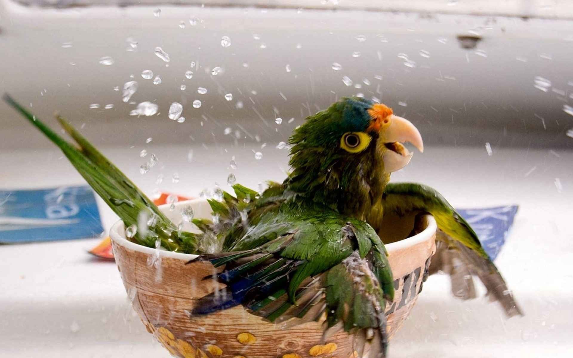 Free photo A cheerful parrot bathes in a tub of water