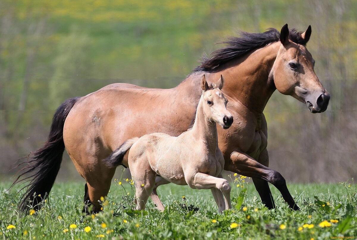 Лошадь с жеребенком бежит по лугу с высокой травой