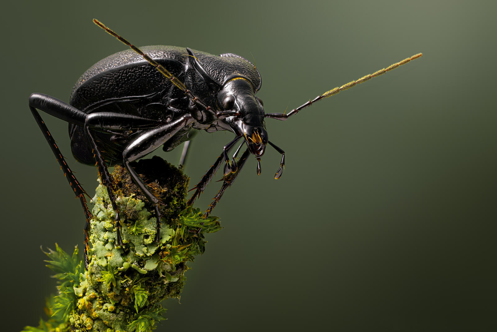Бесплатное фото Черный жук на ветке крупным планом