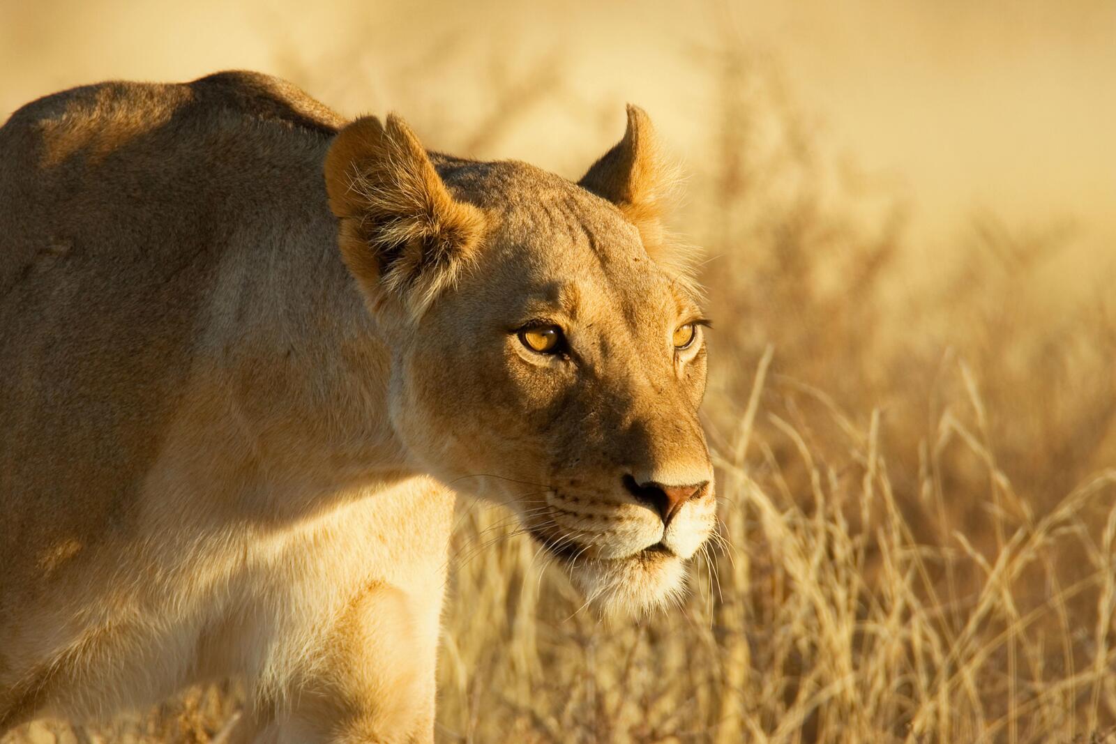 Free photo A lioness walks in the tall grass