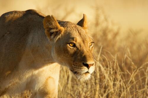 Львица гуляет в высокой траве