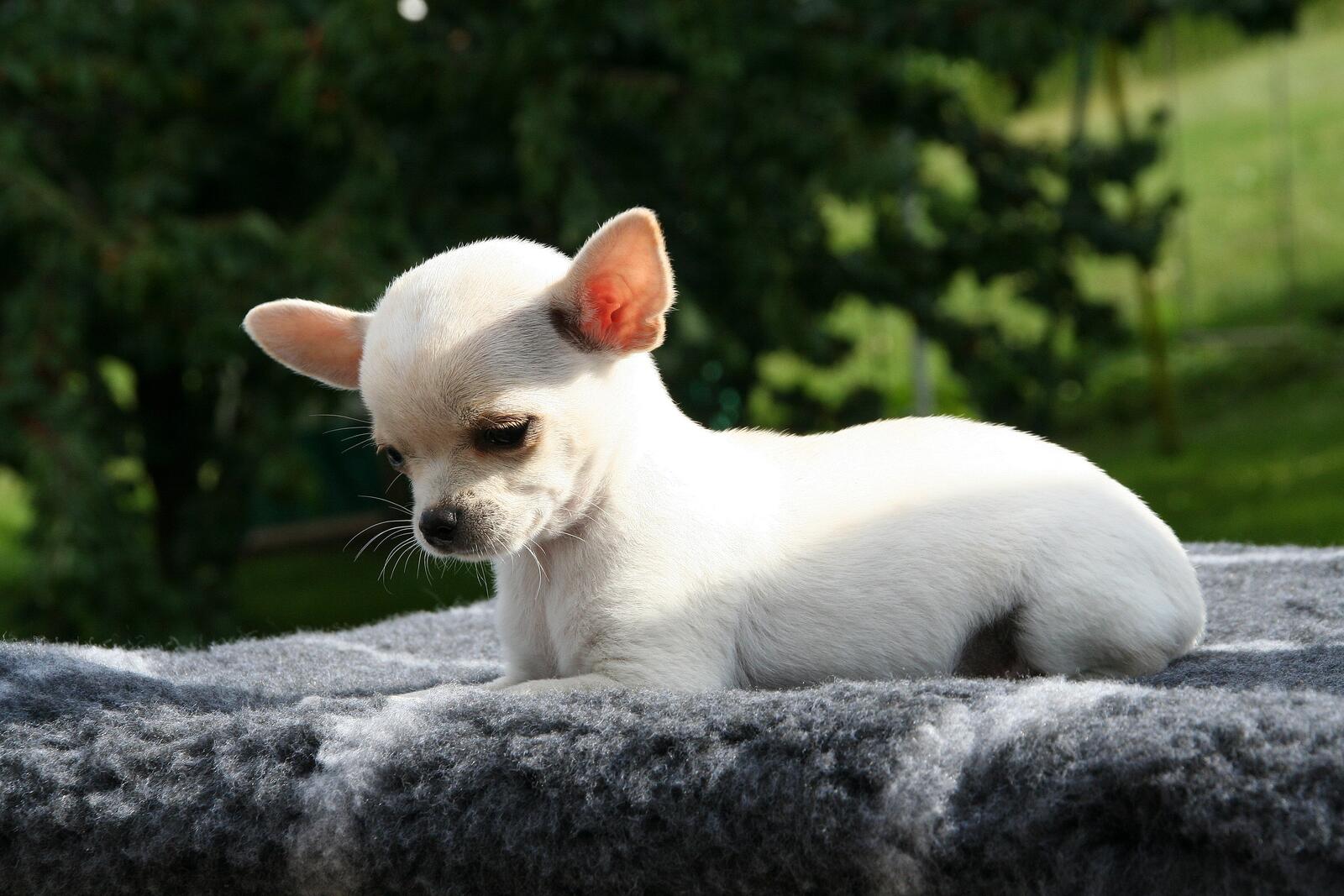 Бесплатное фото Белый щенок чихуахуа