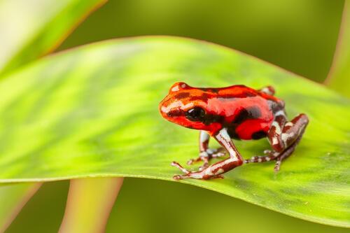 Маленькая красная лягушка на зеленом листике