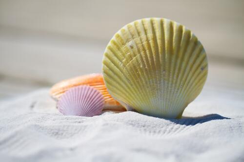 Seashells on white sand