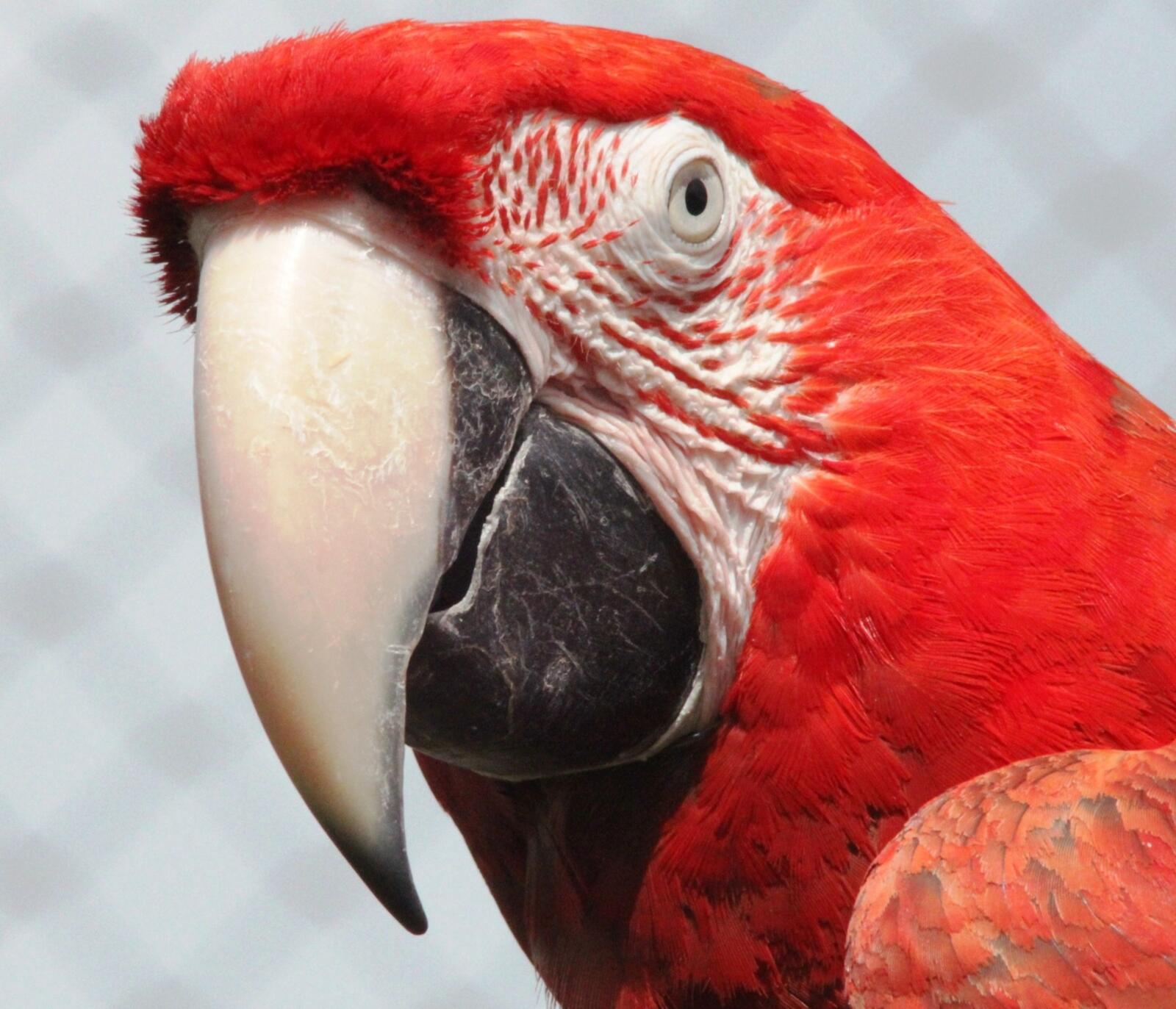Free photo Portrait of an Ara parrot with red feathers