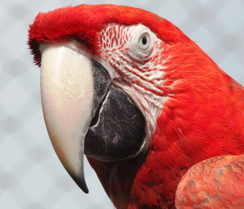 Portrait of an Ara parrot with red feathers