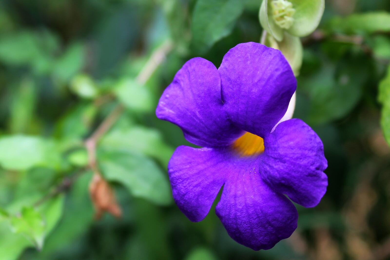 Цветок фиолетовая виола
