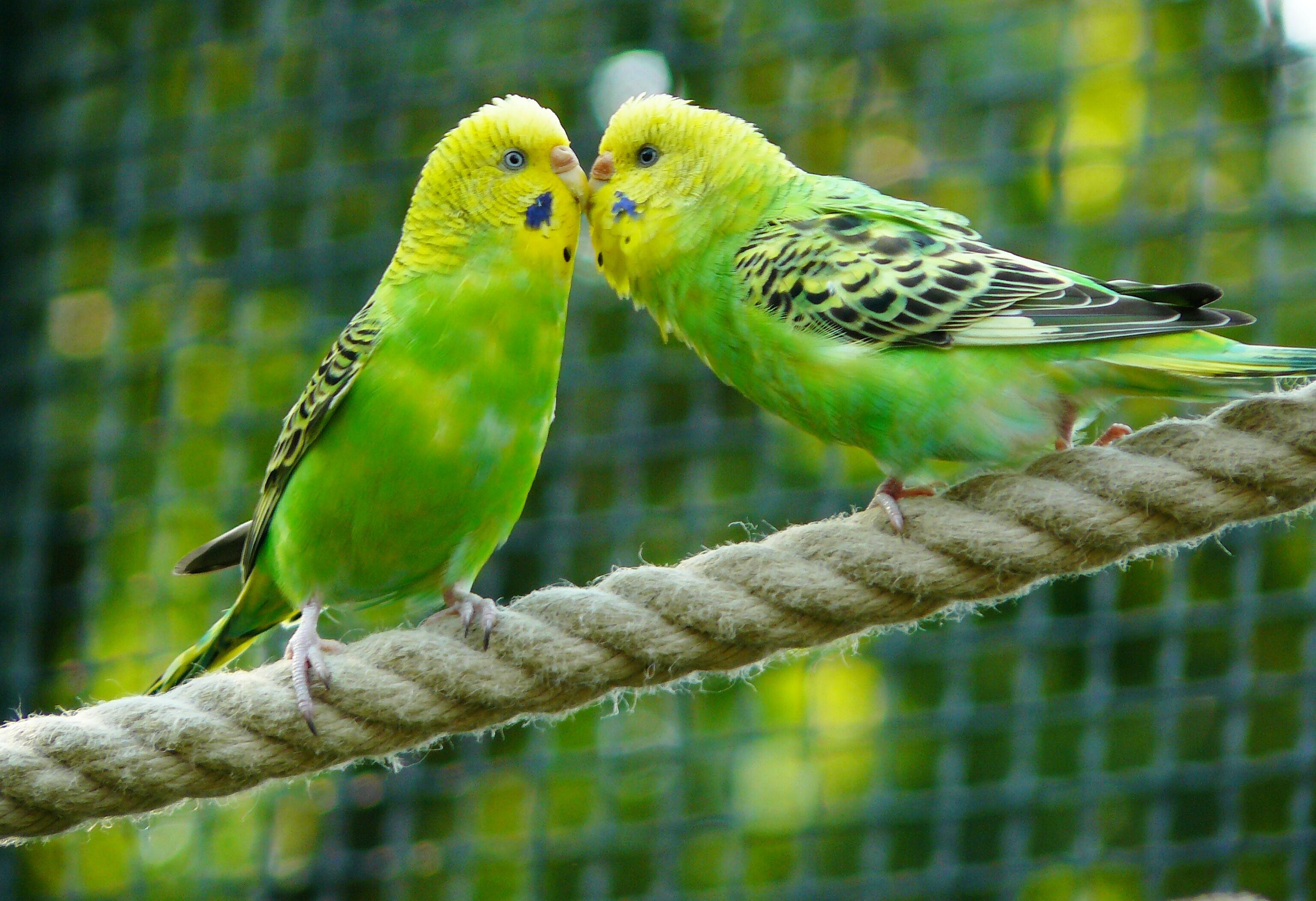 Two green parrots kissing