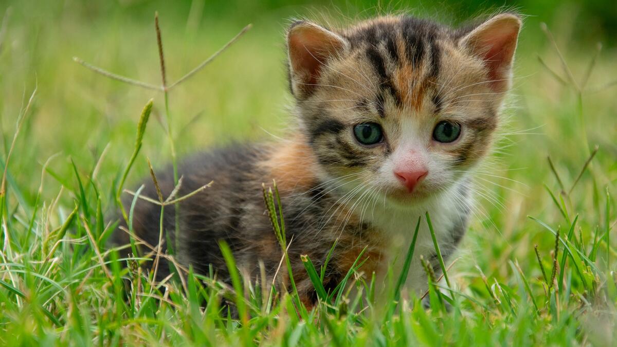 A cute kitten sitting in the grass.