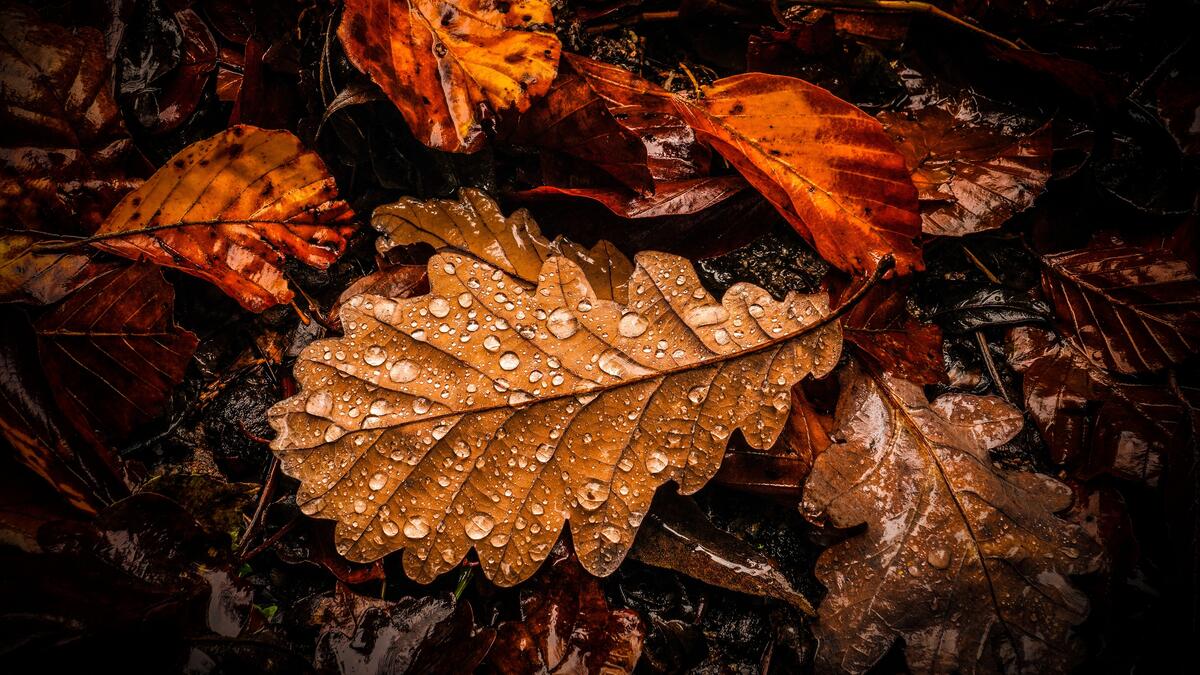 Осенние сухие листья с каплями дождя