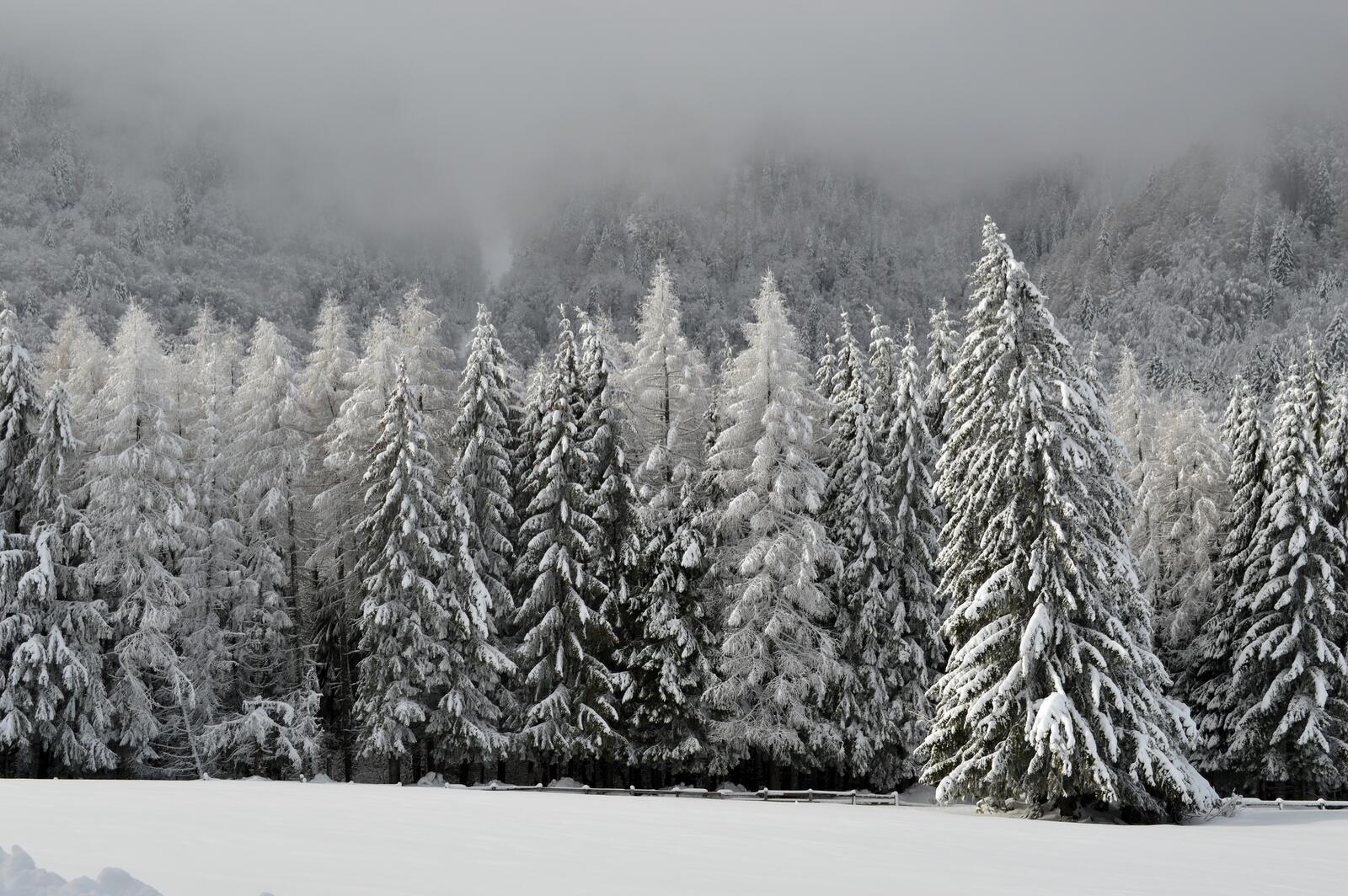 Изображение зимних ёлок в снегу