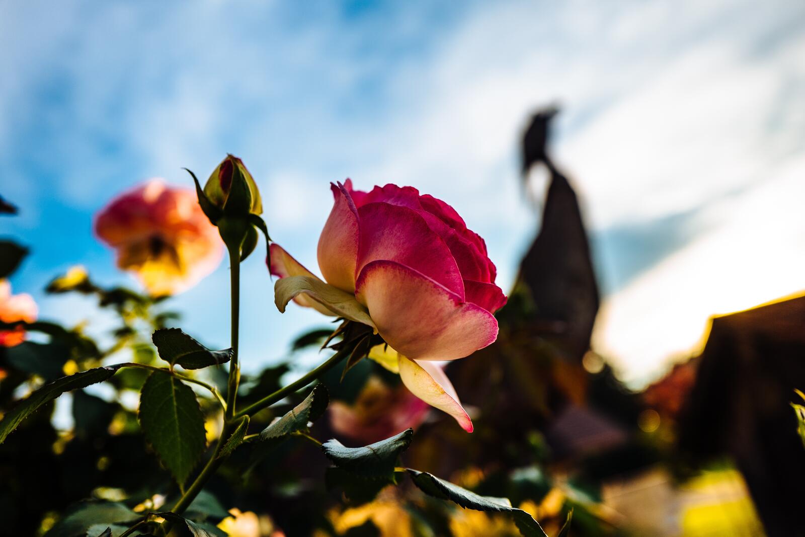 Бесплатное фото Кустарник с красивыми красными розами с оранжевым оттенком