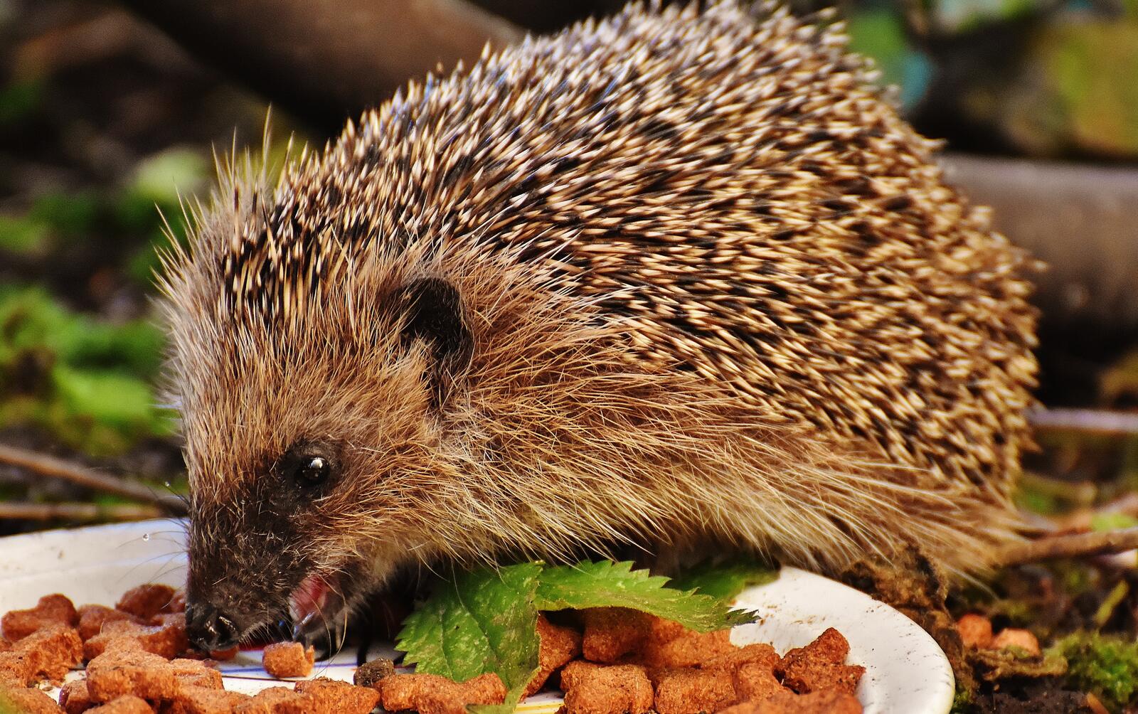 Free photo The hedgehog feeds from a white plate