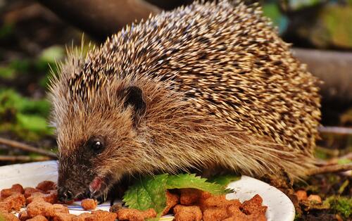 The hedgehog feeds from a white plate