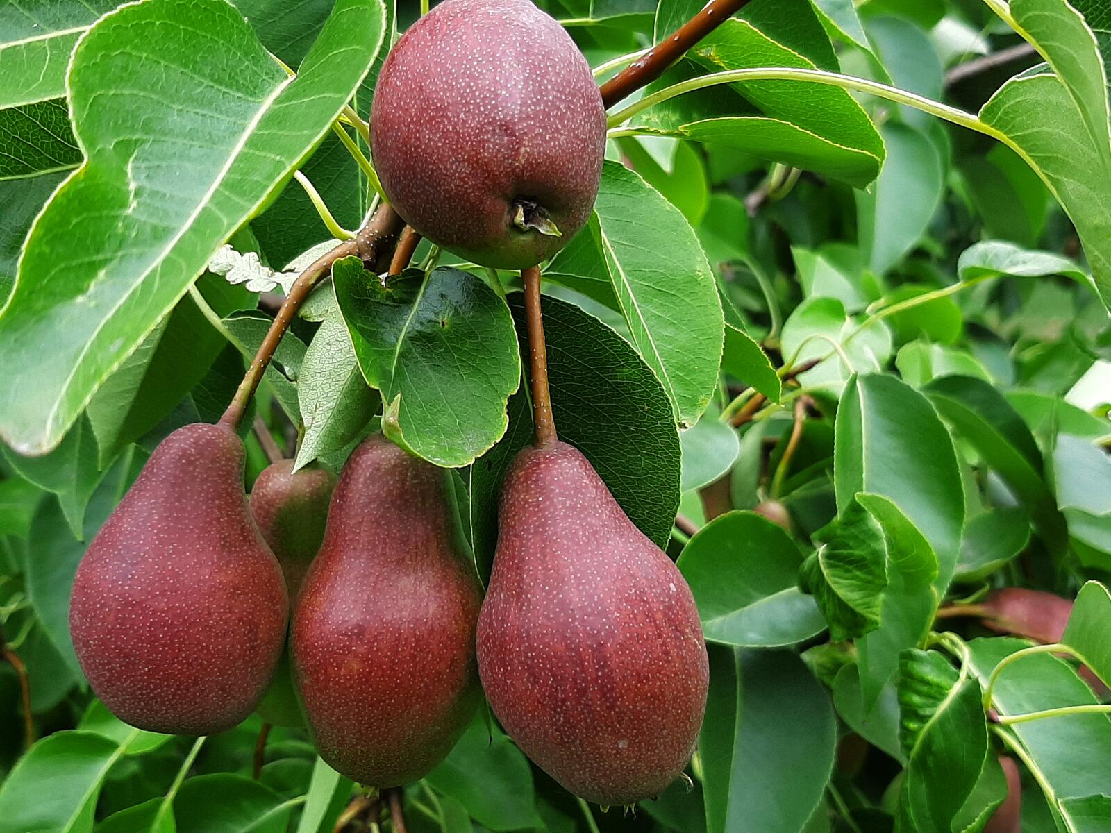 Free photo Red pear on a tree branch