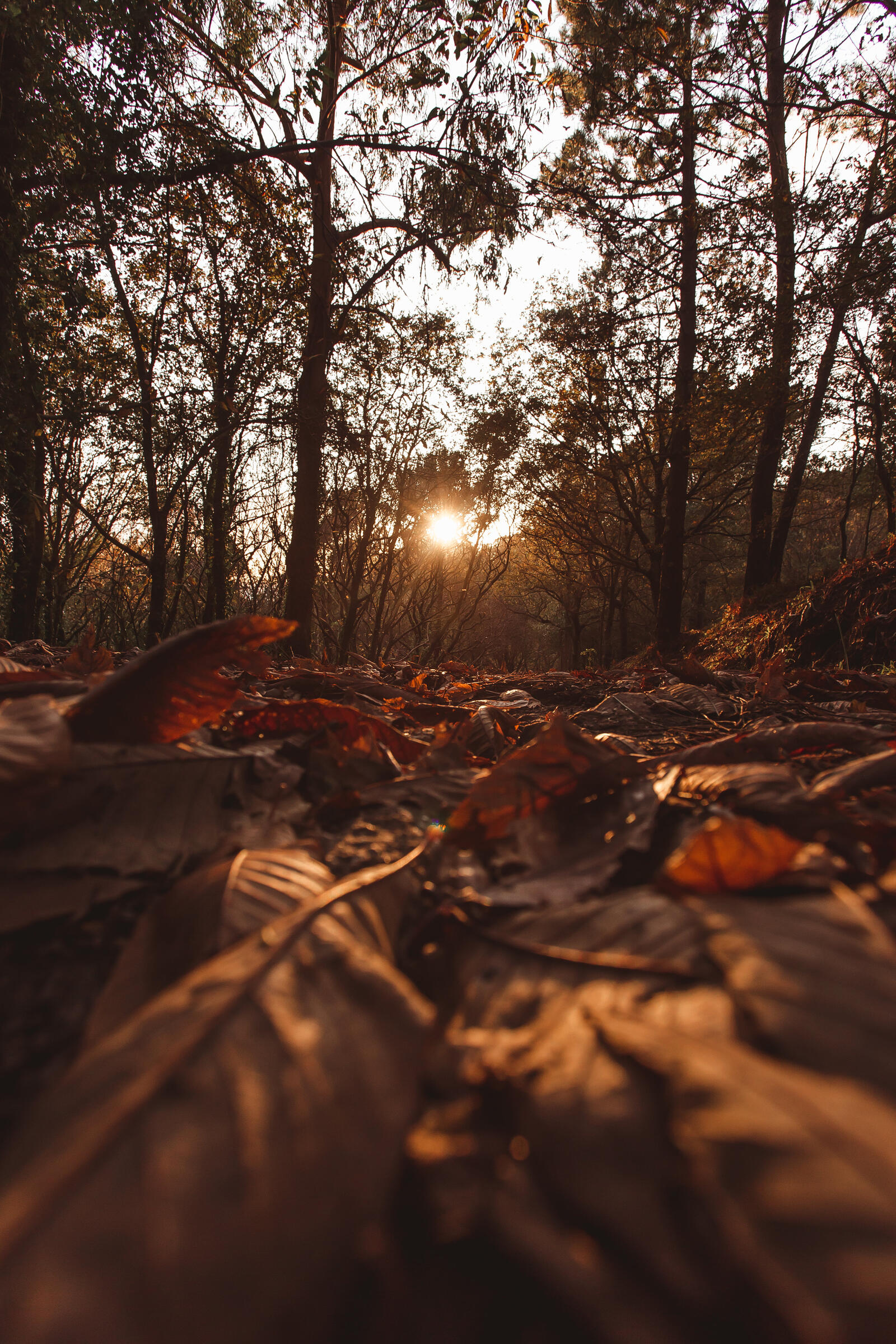 Wallpapers sun leaves forest on the desktop