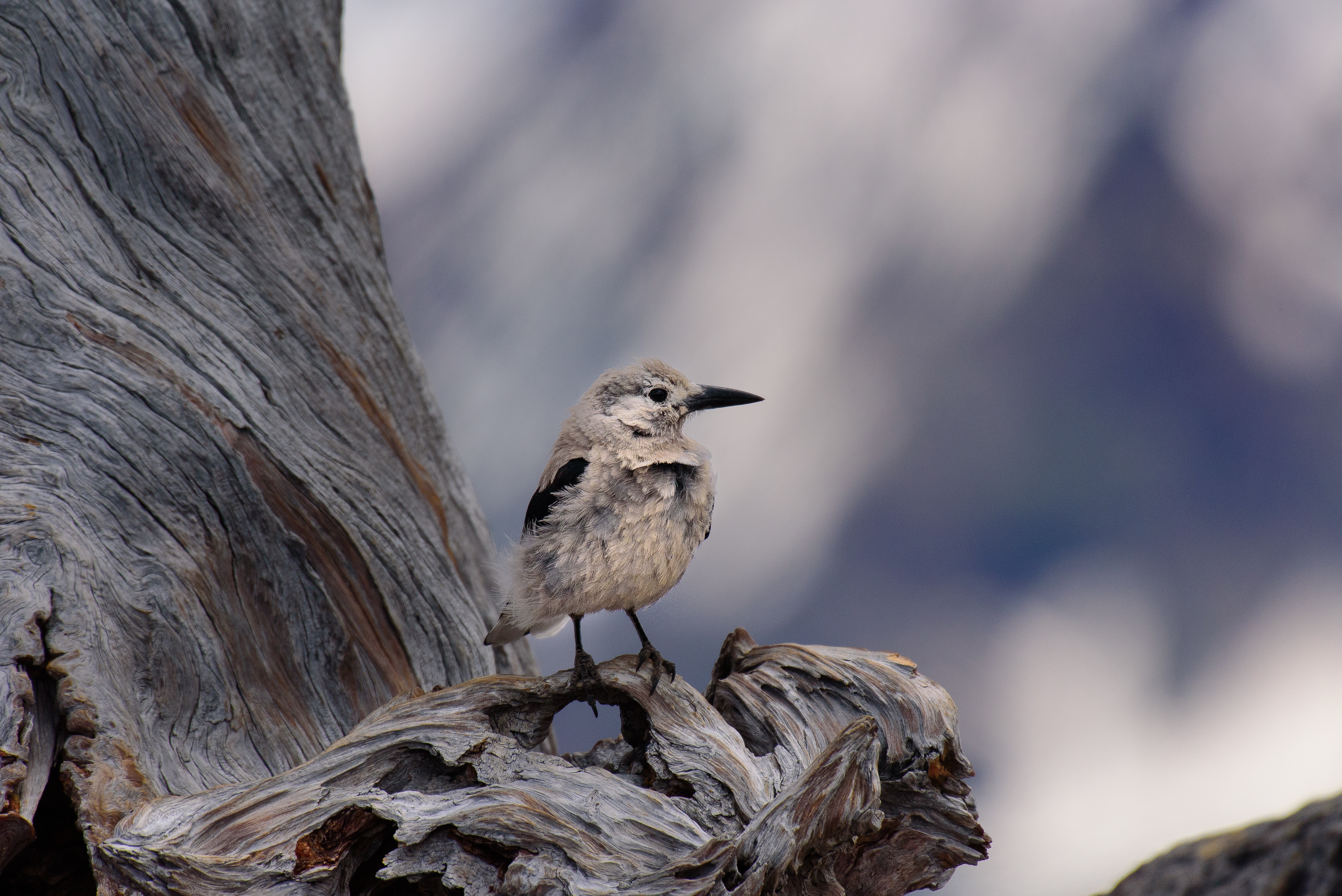 免费照片一只鸟儿坐在一棵老树上。