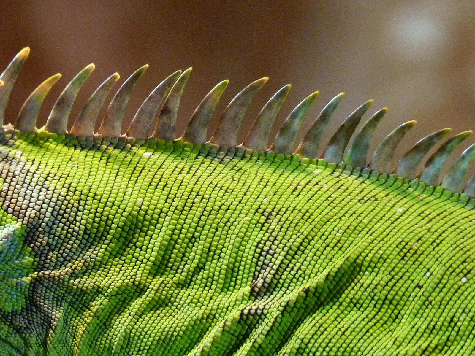 Free photo The iguana`s needle-like back.
