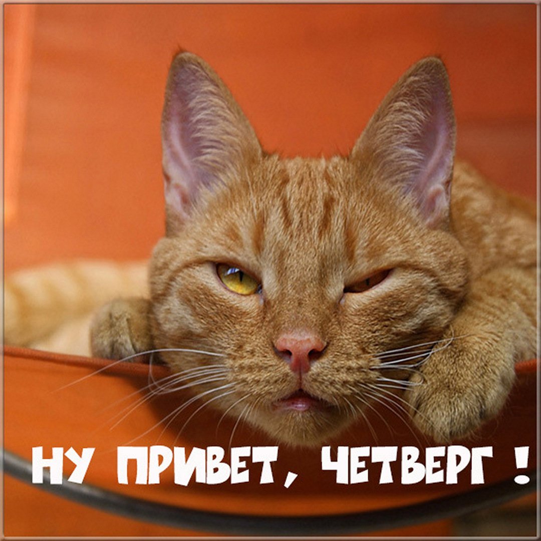 Бесплатная открытка Привет четверг с рыжим котом