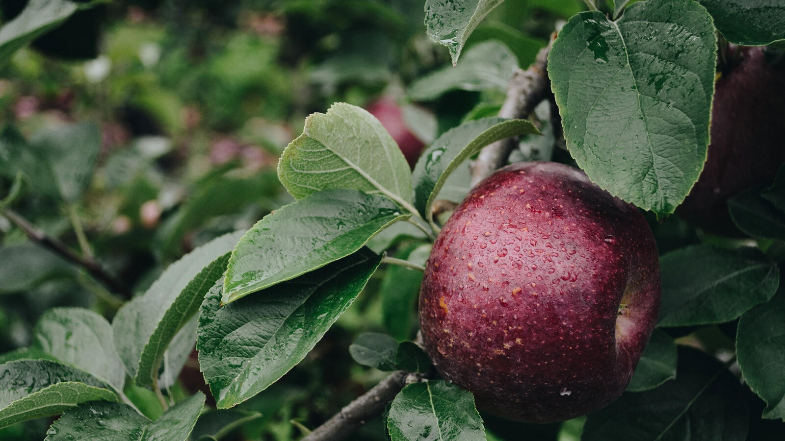 Бесплатное фото Спелое яблока на ветви дерева